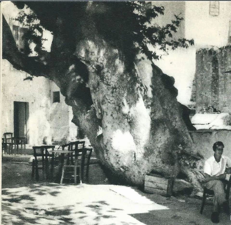 Βιάννος πλάτανος